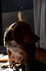 我が愛犬