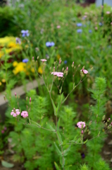 遊水池の花壇