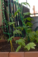 定植から２７日目