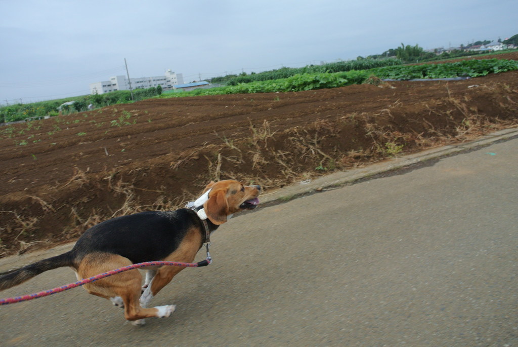 ダッシュ