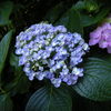 長谷寺の紫陽花その①
