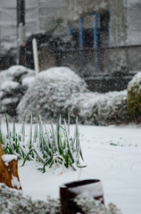 雪再び