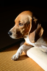 考える犬