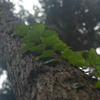 陽を求めて