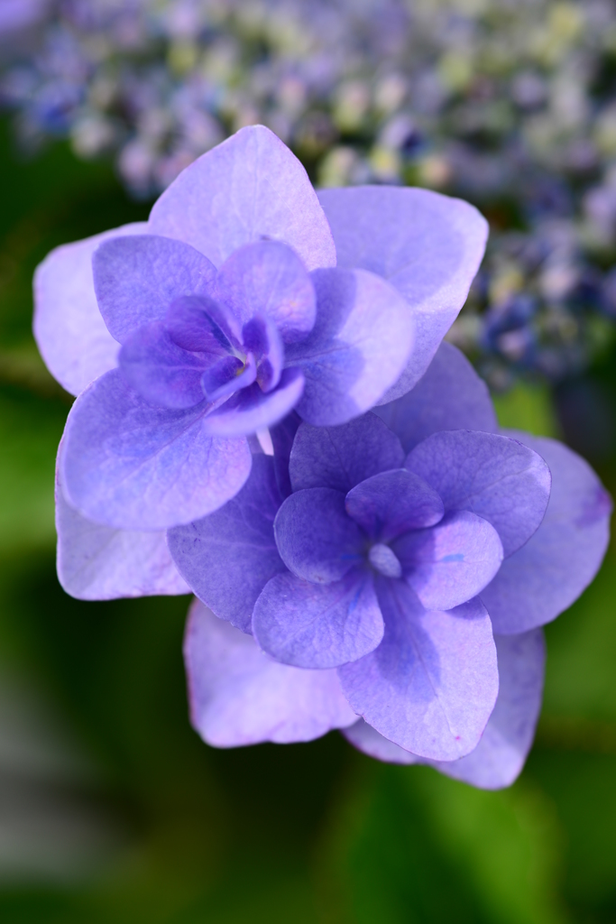 紫陽花三種盛り_その参