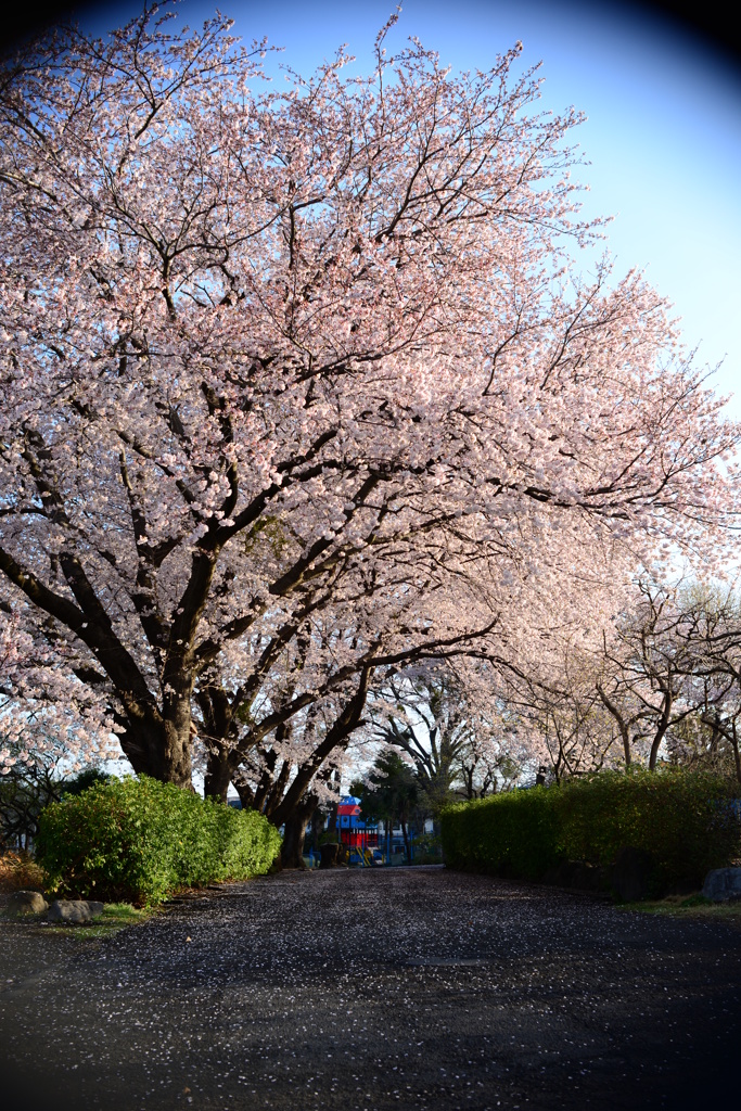 入園式まで咲いていて