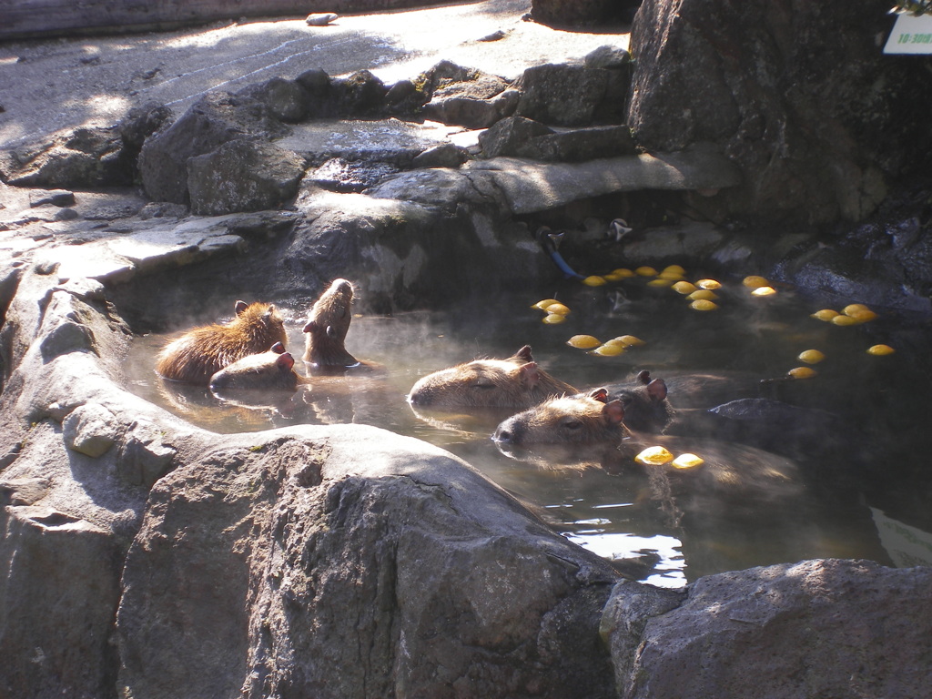 カピバラの入浴