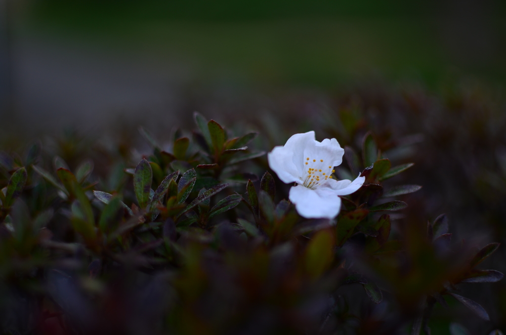 和泉町桜前線 咲く花 散る花 落ちる花 By ケミコ Id 写真共有サイト Photohito