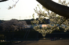 輝く桜