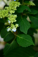 花開き、花染まる。