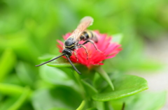 この花はオレのだぞ