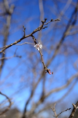 十月桜