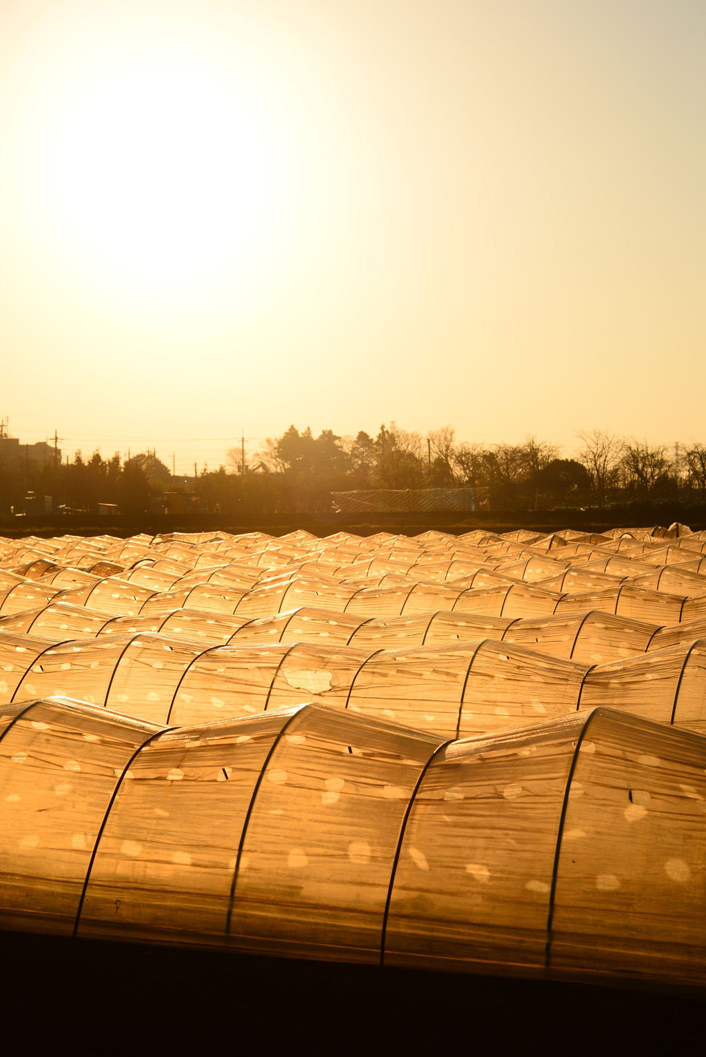 golden farm