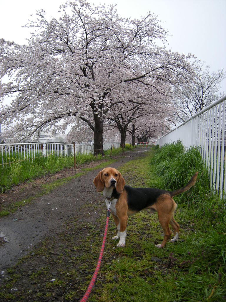 犬桜