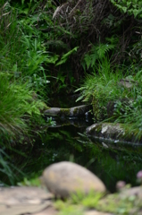 四ッ谷湧水