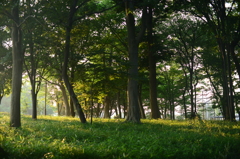 朝日射す公園