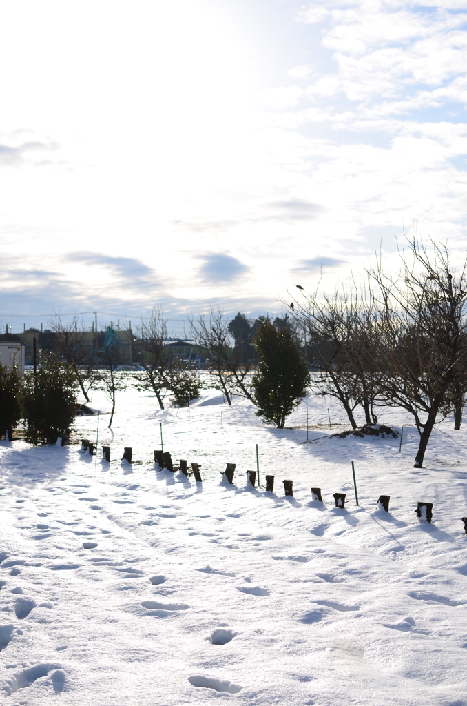 和泉町雪景色_弐
