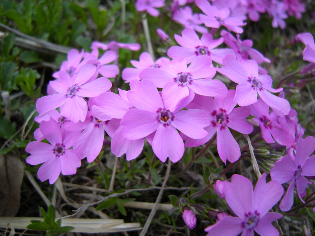 道端の花