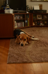 肩が凝ったぜぇ