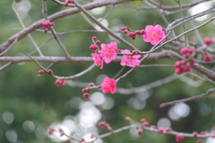 紅梅