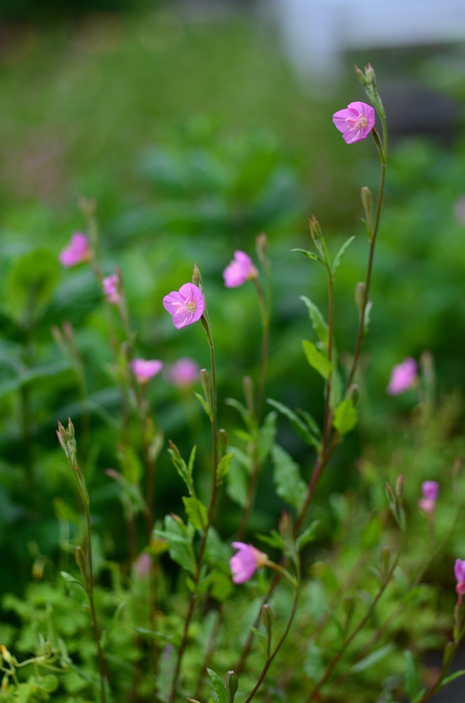 赤花夕化粧