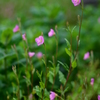 赤花夕化粧