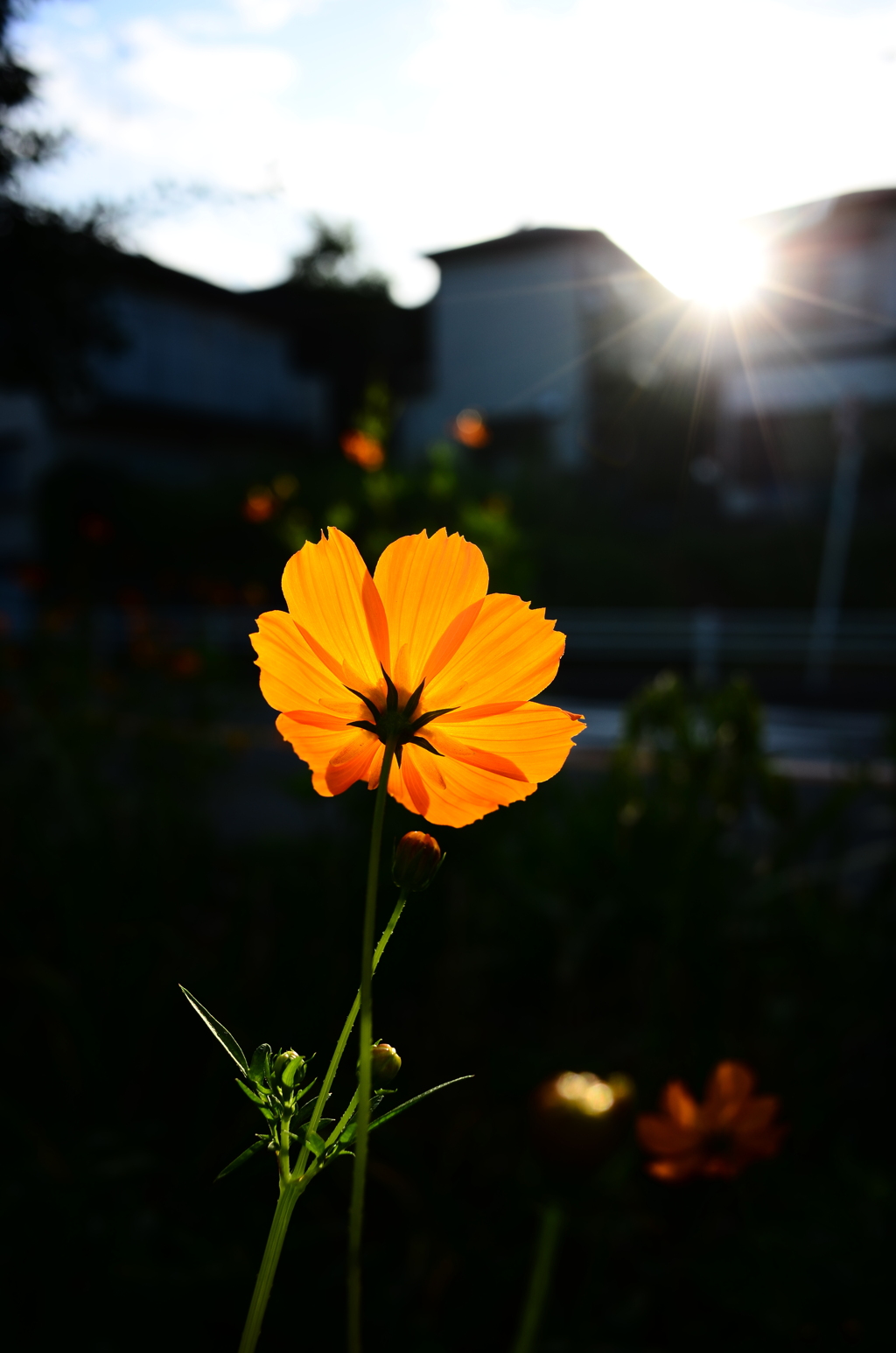 真夏の太陽 By ケミコ Id 写真共有サイト Photohito