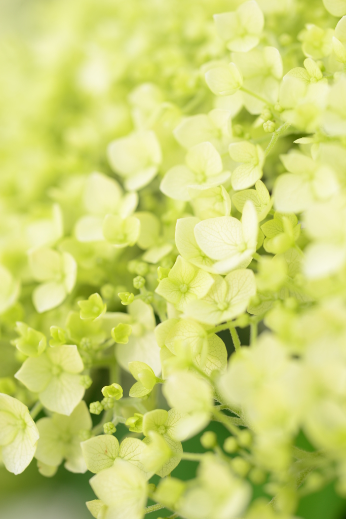 紫陽花三種盛り_その弐
