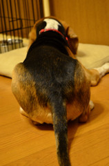 おしり