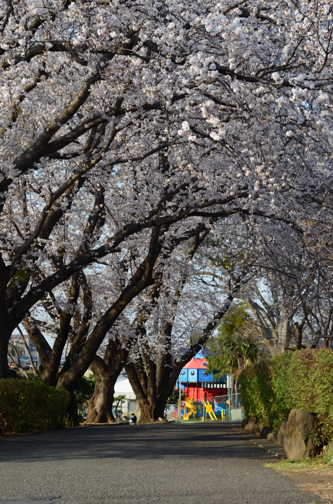 和泉町桜前線_幼稚園