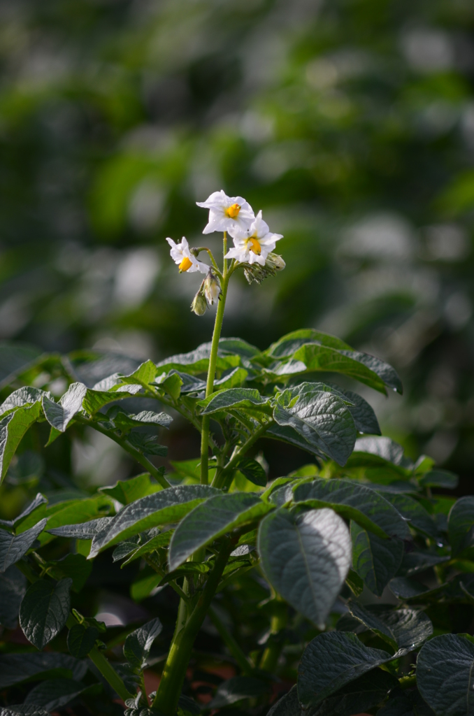 じゃが芋の花