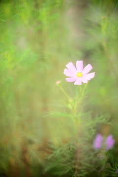 秋の桜