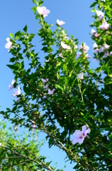 木槿