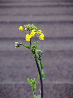 菜の花の親戚