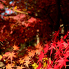 紅葉
