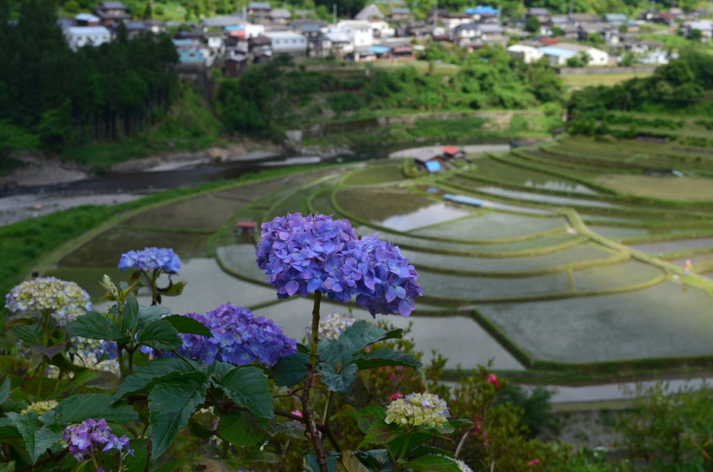 あらぎ島