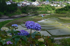あらぎ島