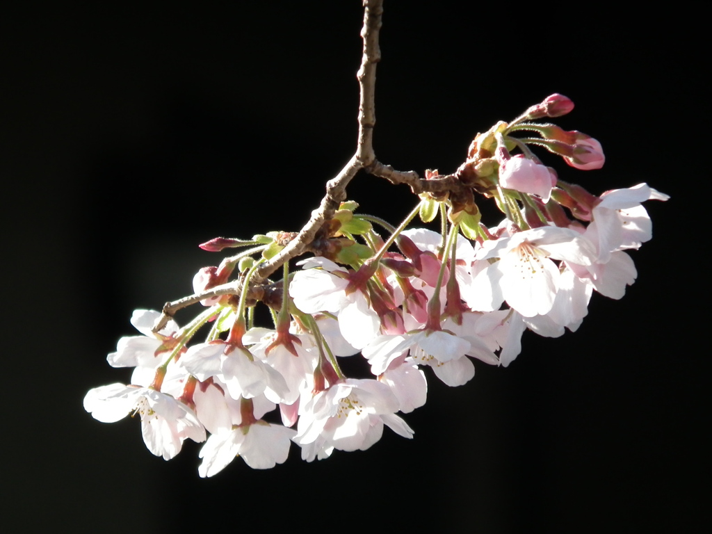 桜花