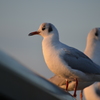 朝陽を浴びて・・・