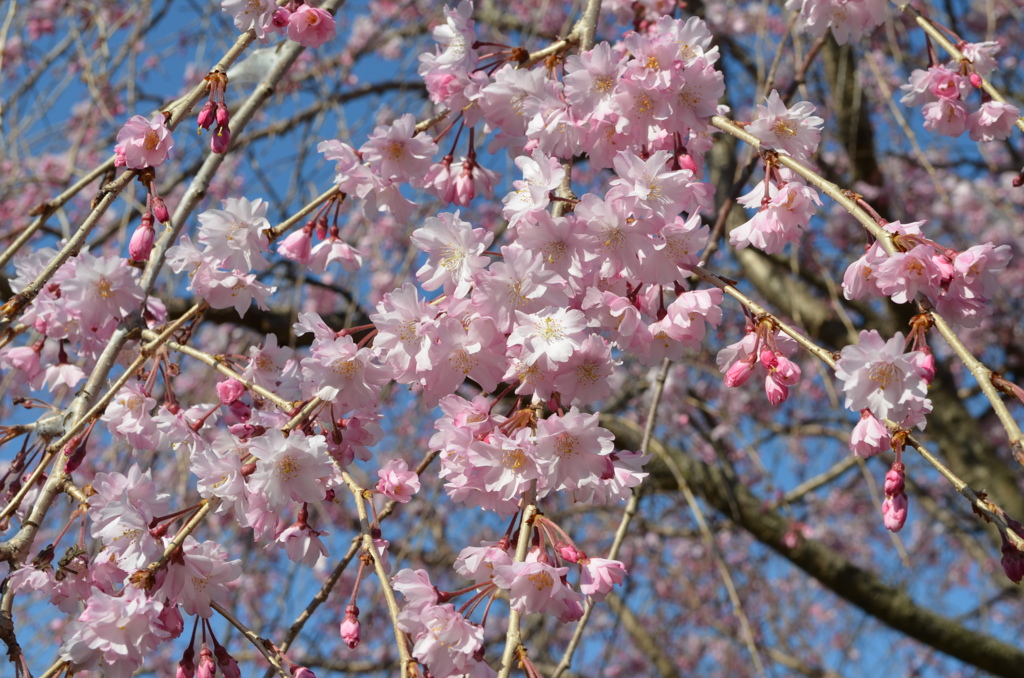 桜咲く