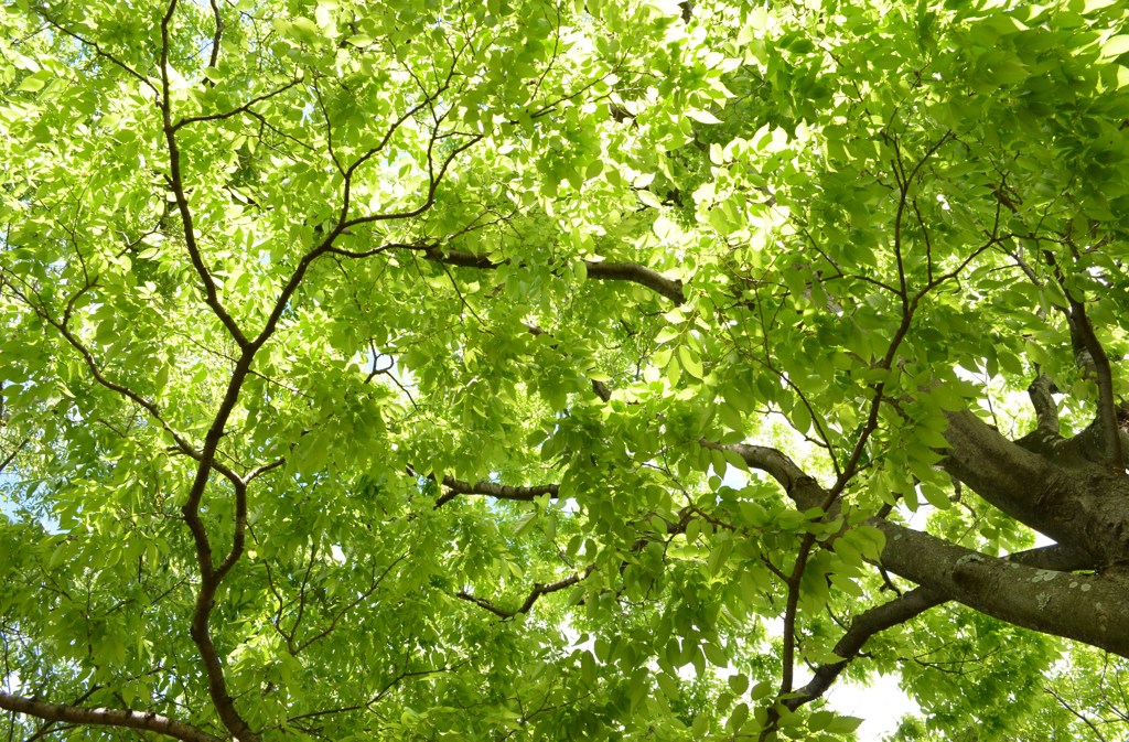 ５月の緑