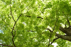 ５月の緑