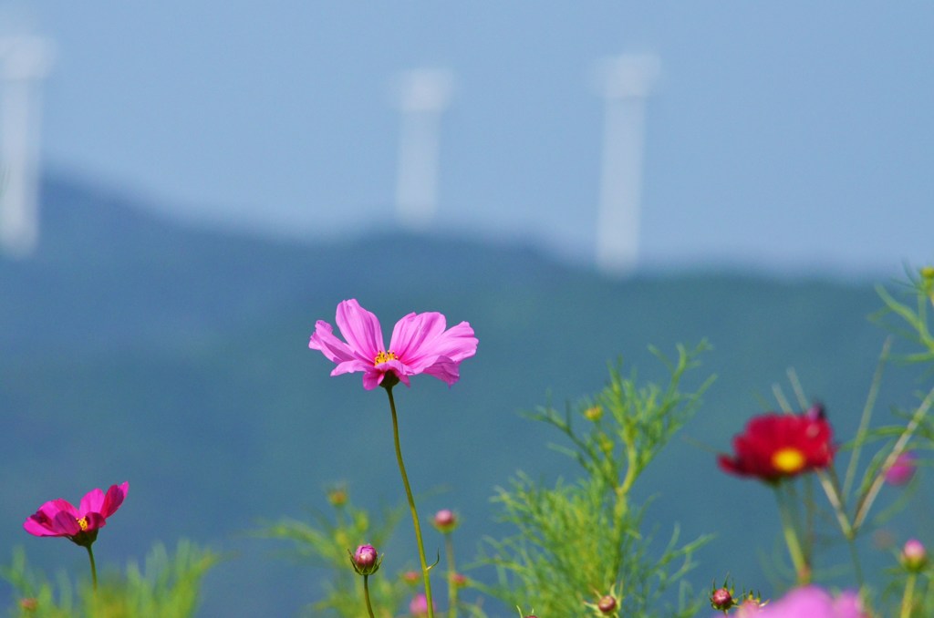 秋桜