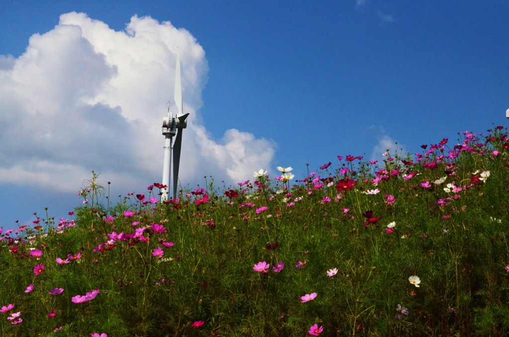 秋桜