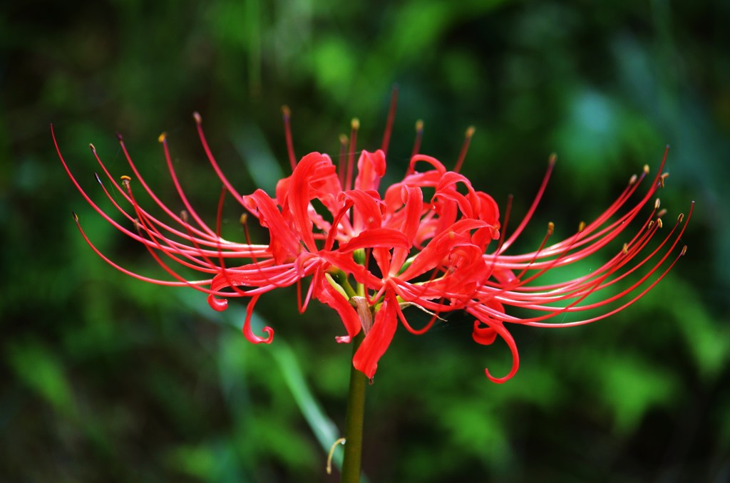 曼珠沙華