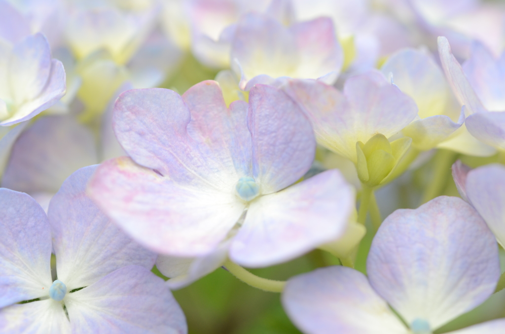 紫陽花