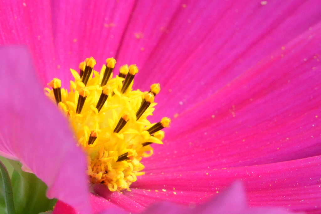 秋桜