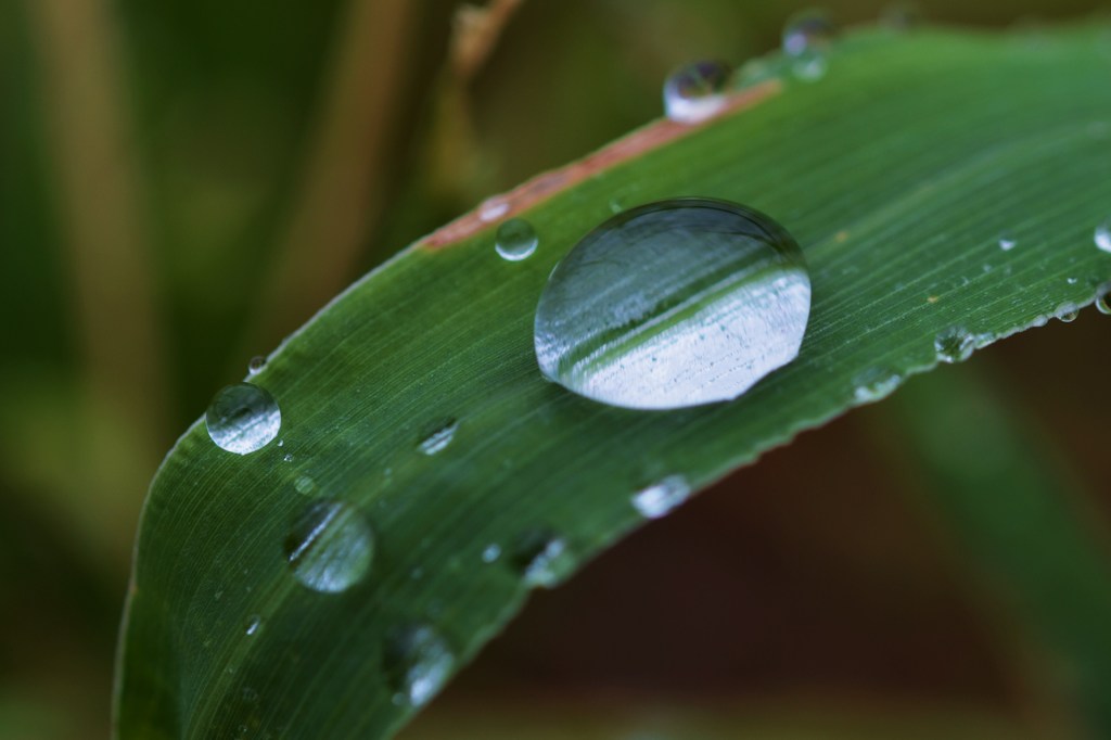 水玉