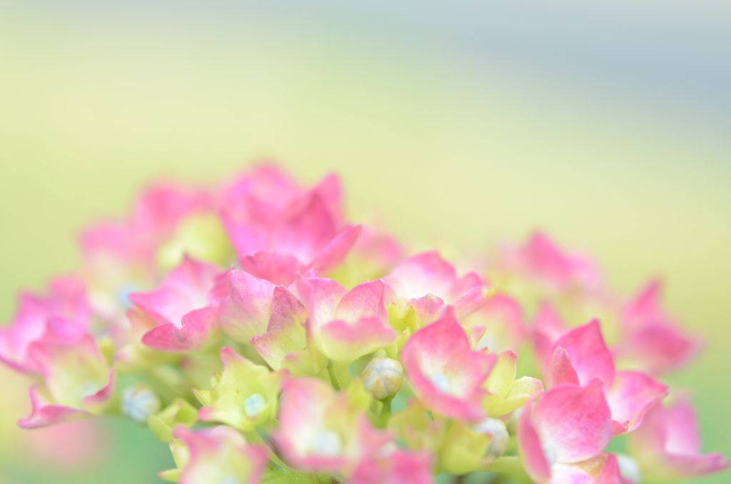 紫陽花