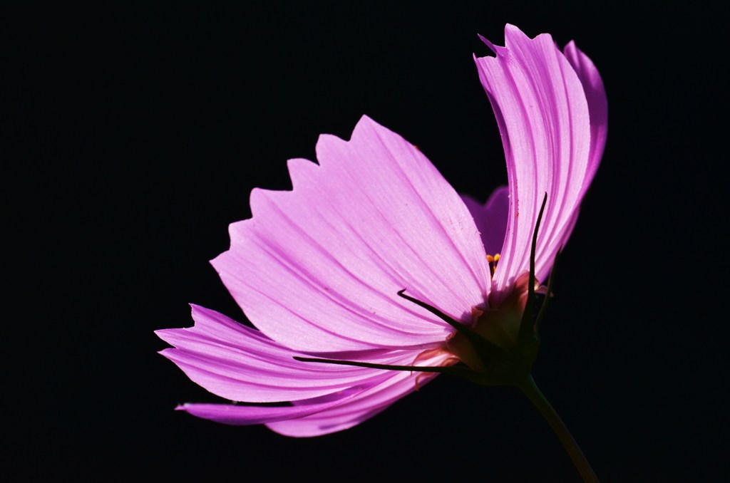 秋桜